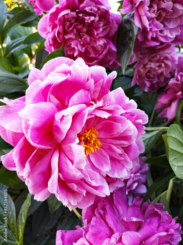 pink and white flowers pionies