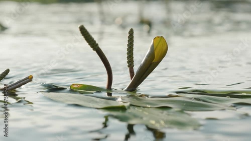Detail of waterlily on water surface of Danube river during golden hour light, Slovakia.