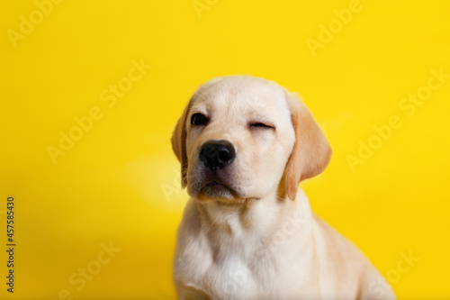 Funny crazy Labrador puppy on a yellow background wink. A place for text. Pet. Dog