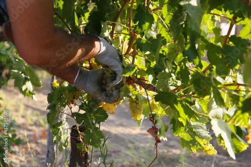 Uvas, viñedos, vendimia