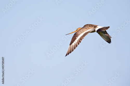 A black-tailed godwit  Limosa limosa  in flight.