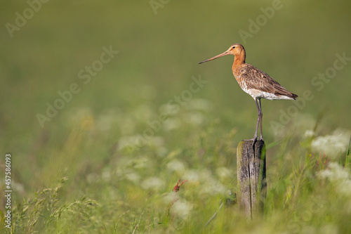 A black-tailed godwit (Limosa limosa) perched on a pole protecting its territory. photo