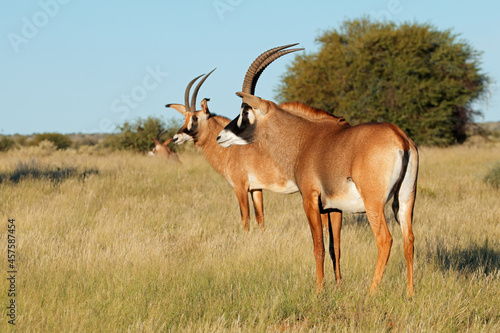 Rare roan antelopes (Hippotragus equinus) in natural habitat, South Africa. photo