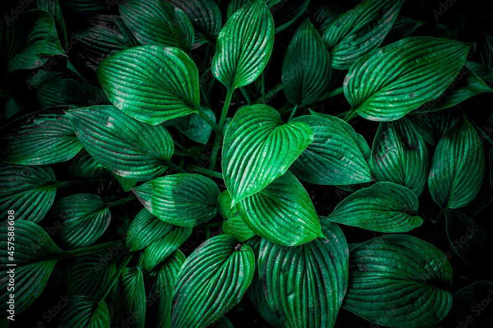 Plakat Nature View Of Green Leaf Background, Dark Wallpaper Concept.