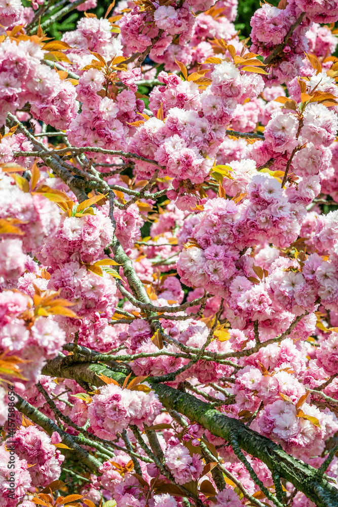 pink flowers are blooming on trees