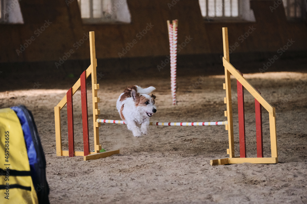 White wire haired Jack Russell Terrier runs fast and jumps high over barrier at agility competitions. Speed and agility, sports with dog. Very active and energetic breed.