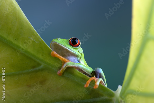 Red-eyed tree frog on a yellow leaf