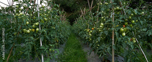 Tomato garden ready for harvest