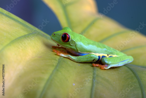 Red-eyed tree frog on a yellow leaf