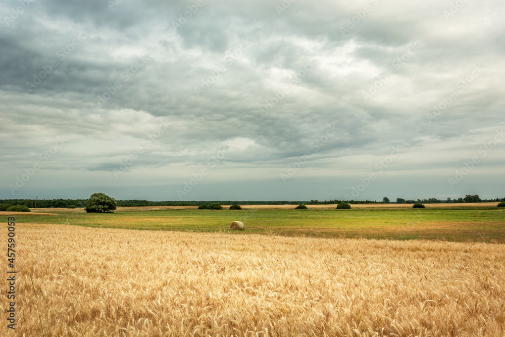 Field with grain and gray clouds in the sky