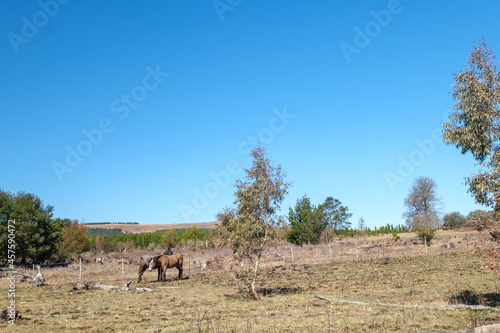 Mature horses among the mountains and farmlands in South Africa