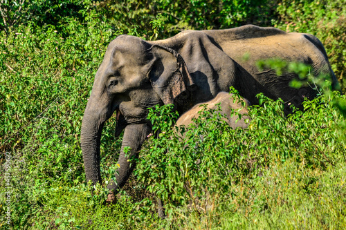 Family of elephants with young one in Uda Walawe National Park, Sri-Lanka photo