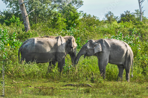 Family of elephants with young one in Uda Walawe National Park, Sri-Lanka photo