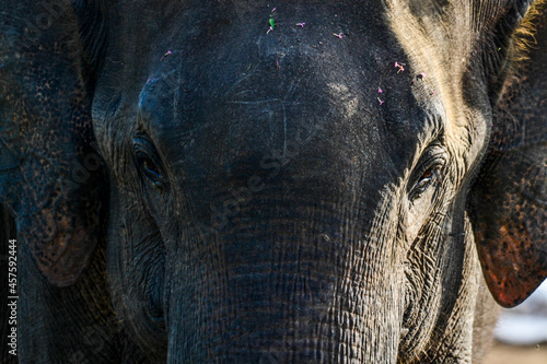 Family of elephants with young one in Uda Walawe National Park, Sri-Lanka photo