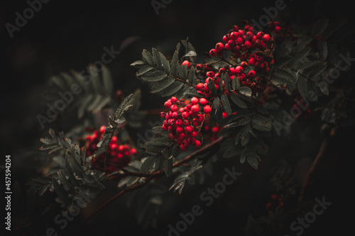 Red berries dark and moody place for text photo