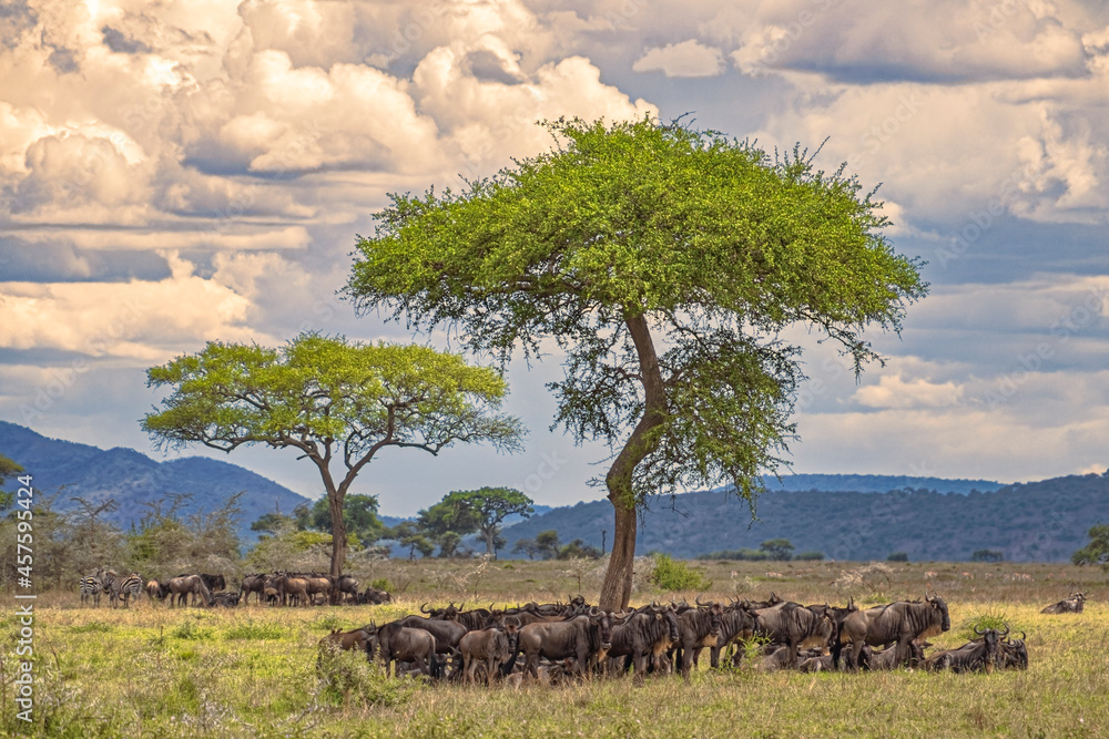 Tanzania, Serengeti park – Gnu or Wildebeest antelope. - obrazy, fototapety, plakaty 