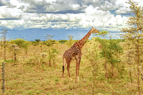Tanzania, Serengeti park – Giraffe.
