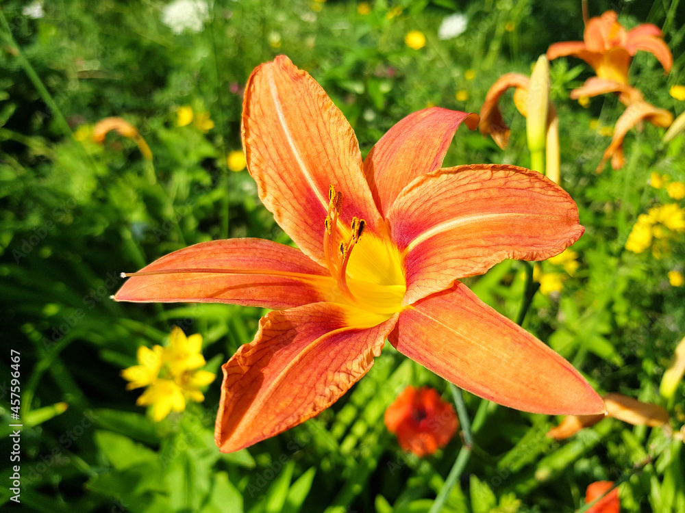 ditch daylily also tawny daylily (in german Gelbrote Taglilie) Lilium bulbbiferum ditch daylily also tawny daylily (in german Gelbrote Taglilie) Lilium bulbbiferum