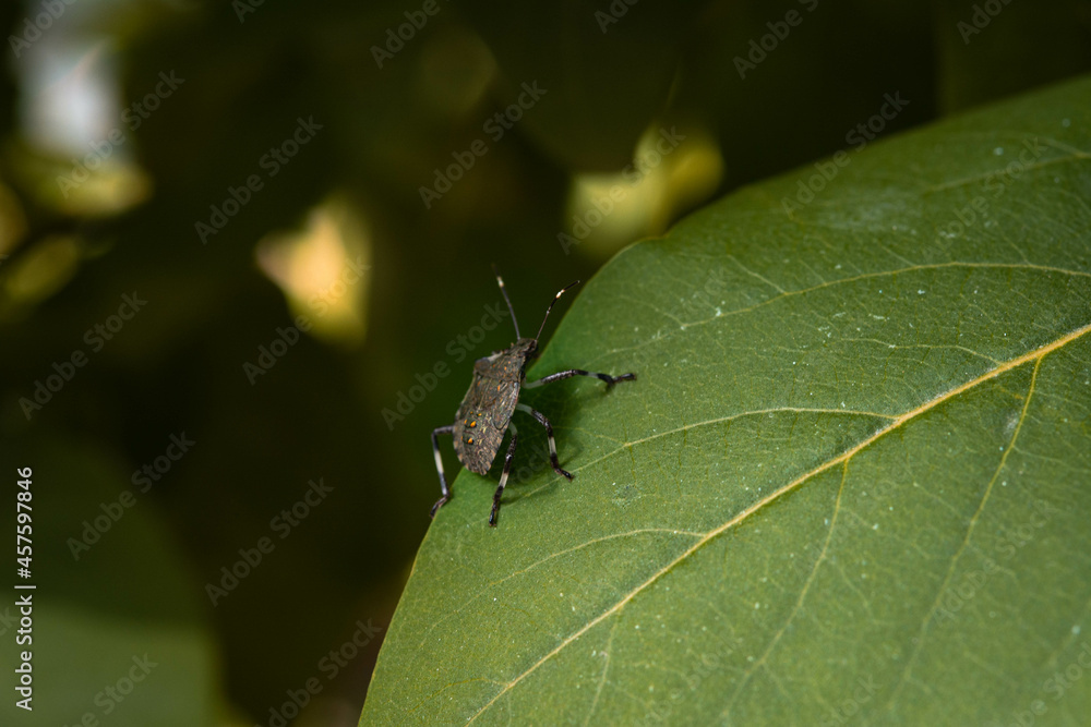 Standing Bug Macro Photography of a Marmorated stink bug (Halyomorpha halys) nymph ...