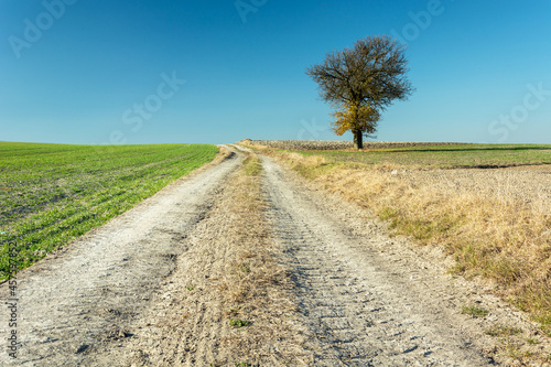 Dirt road through the fields and a lonely tree