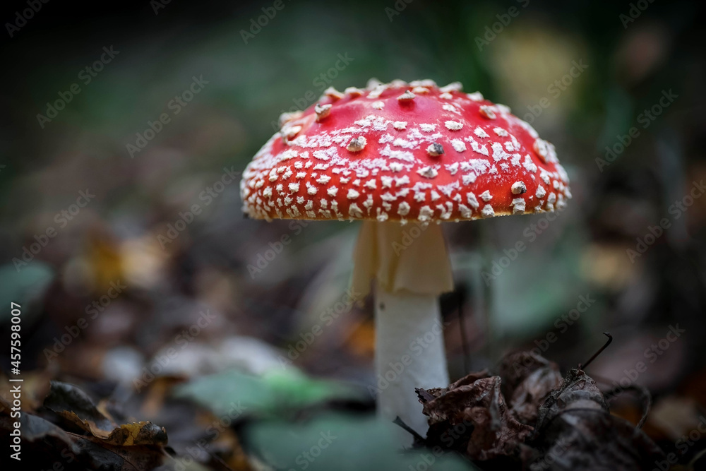 Fototapeta premium A big red fly agaric in the forest. Mushroom close-up. Natural background.