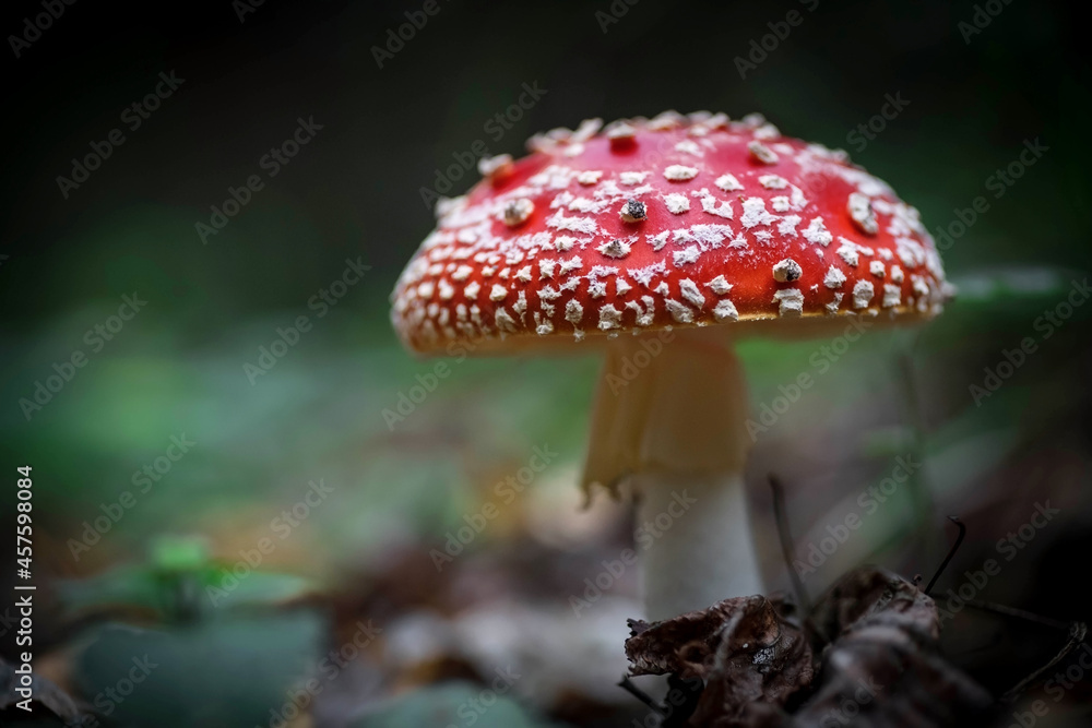A big red fly agaric in the forest. Mushroom close-up. Natural background. A big red fly agaric in the forest. Mushroom close-up. Natural background.