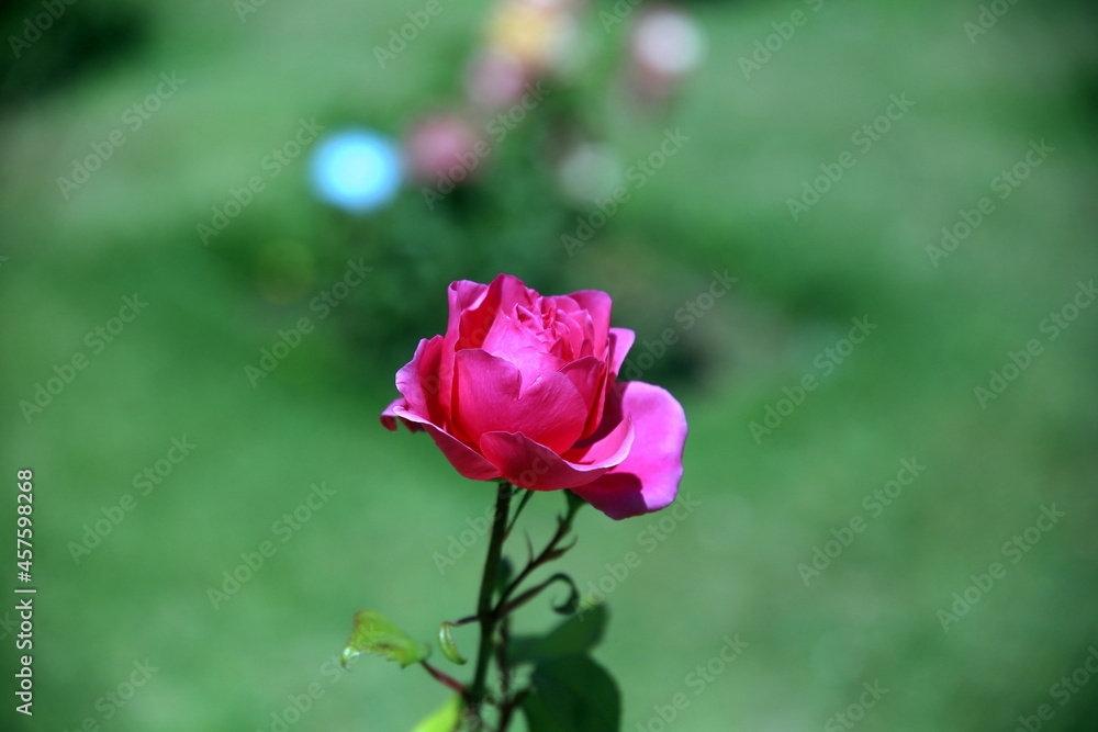 Selective focus on a pink rose bud in the green background with bokeh effect