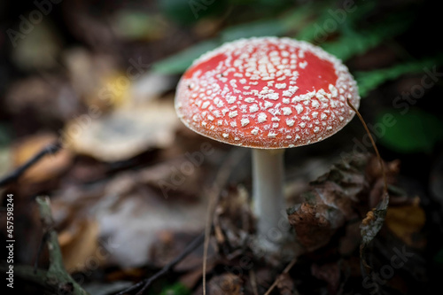 A big red fly agaric in the forest. Mushroom close-up. Natural background.