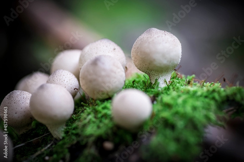 Small round porcini mushrooms. Mushrooms in the forest. Macrophotography. Selective focus.