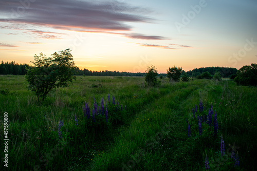 gentle and beautiful sunrise in the field in summer