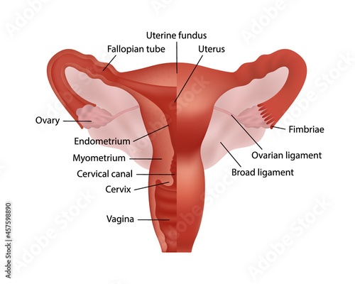 Realistic illustration of female human reproductive system with organ description on white background cross section view and whole