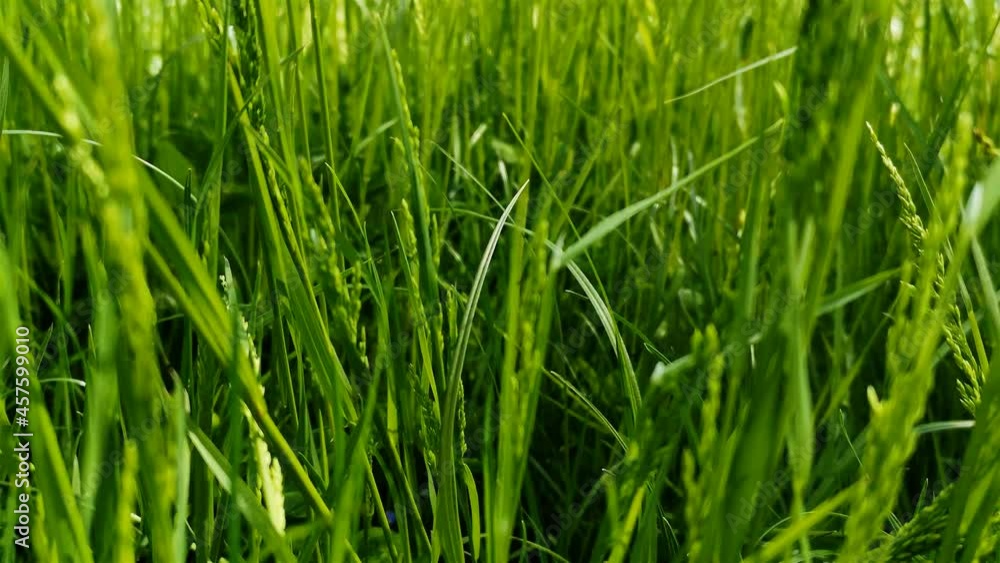 Grashalme wiegen sich leicht im wind, wilde wiese oder grüner rasen mit satten und frischen farben, stengel oder grashalme im close up erkennbar, schönes bokeh, sommerlich frisch und fröhlich Grashalme wiegen sich leicht im wind, wilde wiese oder grüner rasen mit satten und frischen farben, stengel oder grashalme im close up erkennbar, schönes bokeh, sommerlich frisch und fröhlich