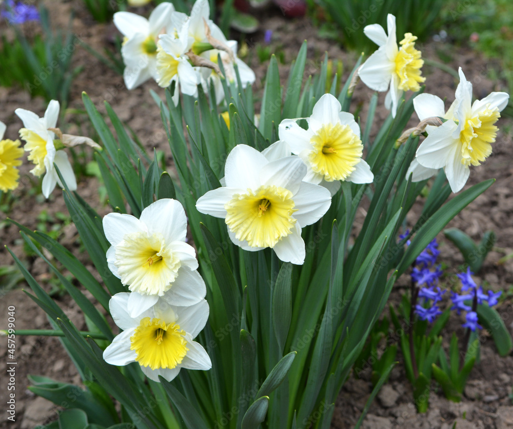 Narcissus (daffodils) bloom in the flowerbed. Narcissus (daffodils) bloom in the flowerbed.