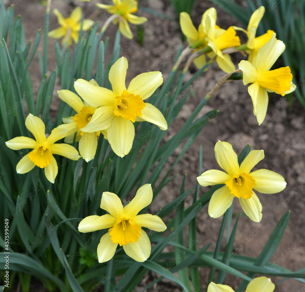 Narcissus (daffodils) bloom in the flowerbed. Narcissus (daffodils) bloom in the flowerbed.