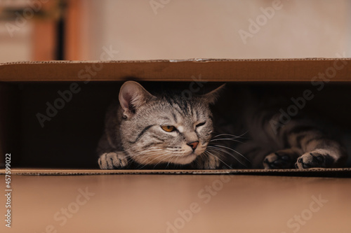 Fototapeta Naklejka Na Ścianę i Meble -  A black and white tabby cat climbed into a cardboard box on the floor and frolicked inside it.