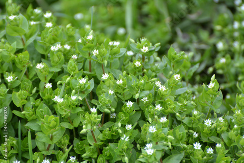 In the spring, Stellaria media grows in nature photo