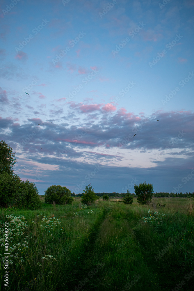 gentle and beautiful sunrise in the field in summer gentle and beautiful sunrise in the field in summer