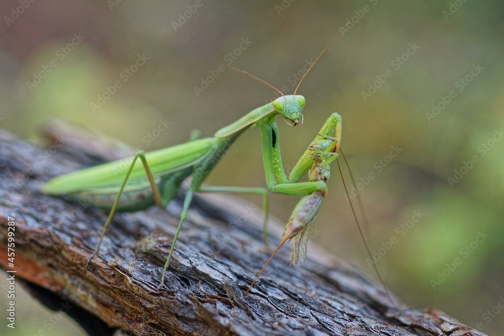 one large predatory green insect praying mantis sits on a gray branch holds and eats a grasshopper one large predatory green insect praying mantis sits on a gray branch holds and eats a grasshopper
