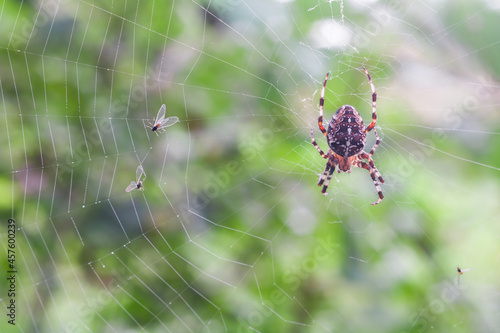 The cross spider (Araneus diadematus) hunts on the web