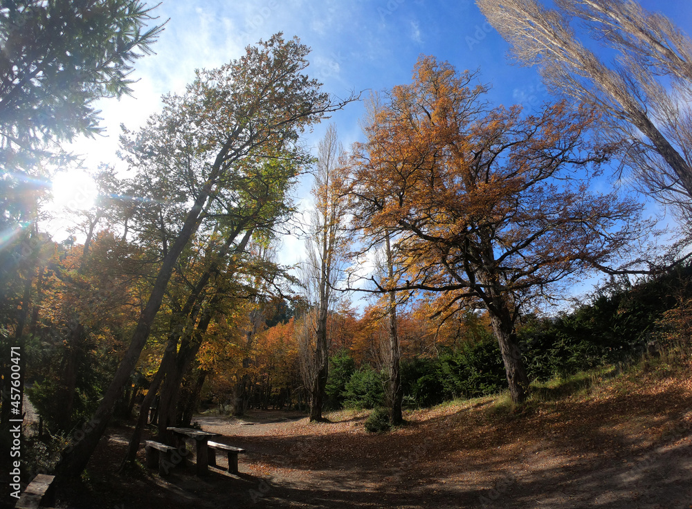 Campsite. Outdoors. Fisheye view of the woods in autumn at sunset.	
