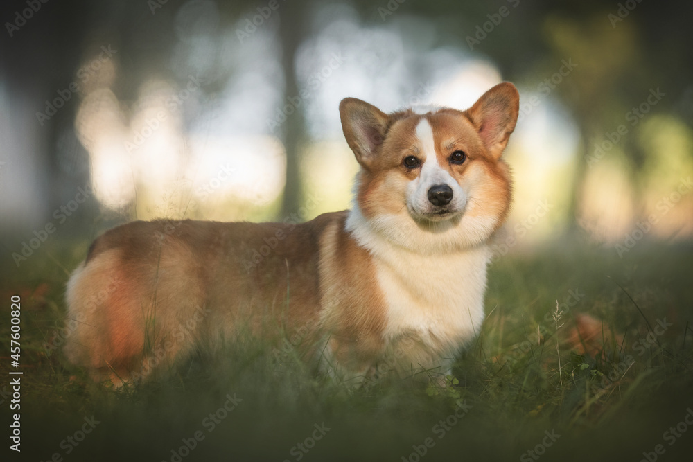 Funny welsh corgi pembroke with his tongue hanging out standing among the grass in the forest against the background of a summer sunset landscape Funny welsh corgi pembroke with his tongue hanging out standing among the grass in the forest against the background of a summer sunset landscape