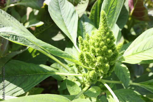 Plant Redroot Pigweed closeup .Amaranthus retroflexus in garden photo