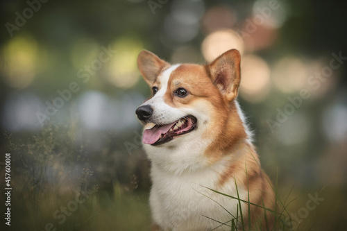 Fototapeta Naklejka Na Ścianę i Meble -  Funny welsh corgi pembroke with his tongue hanging out standing among the grass in the forest against the background of a summer sunset landscape