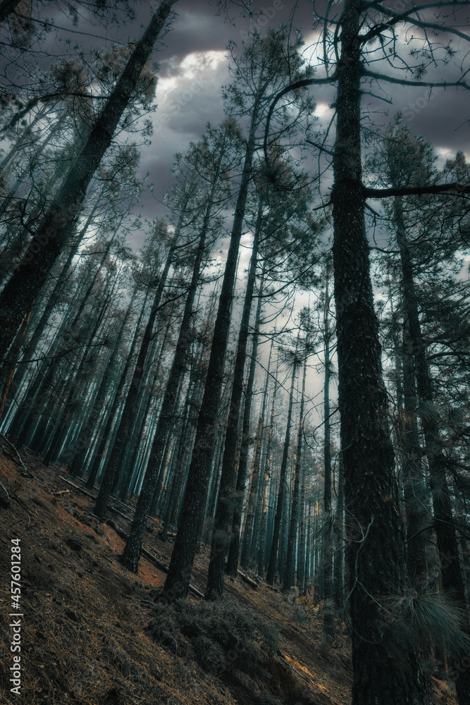 Fototapeta premium Landscape of a forest with fog