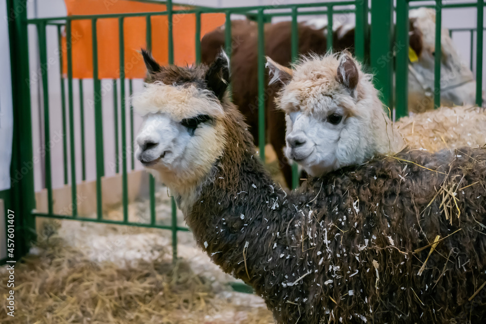Fototapeta premium Portrait of alpacas looking around at agricultural animal exhibition, trade show - close up. Farming, agriculture industry, livestock and animal husbandry concept