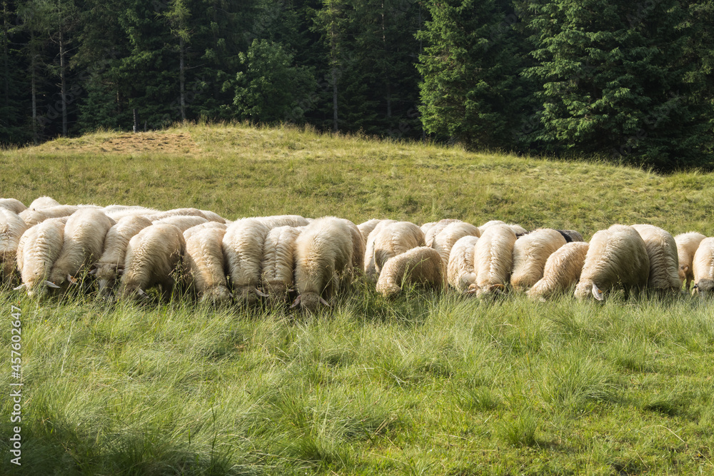 Obraz premium Sheep grazing in Kalatówki in the Tatra Mountains