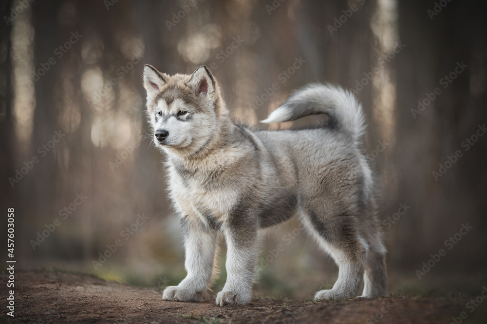 Three-month-old puppy of Alaskan malamute standing in full growth in profile among the dried grass against the background of a pine forest Three-month-old puppy of Alaskan malamute standing in full growth in profile among the dried grass against the background of a pine forest
