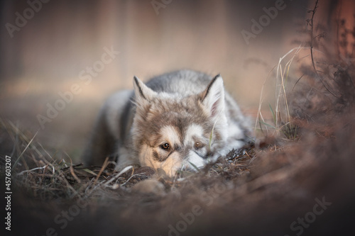 A three-month-old puppy of Alaskan malamute lying among dried grass against a background of pine forest and pink sunset
