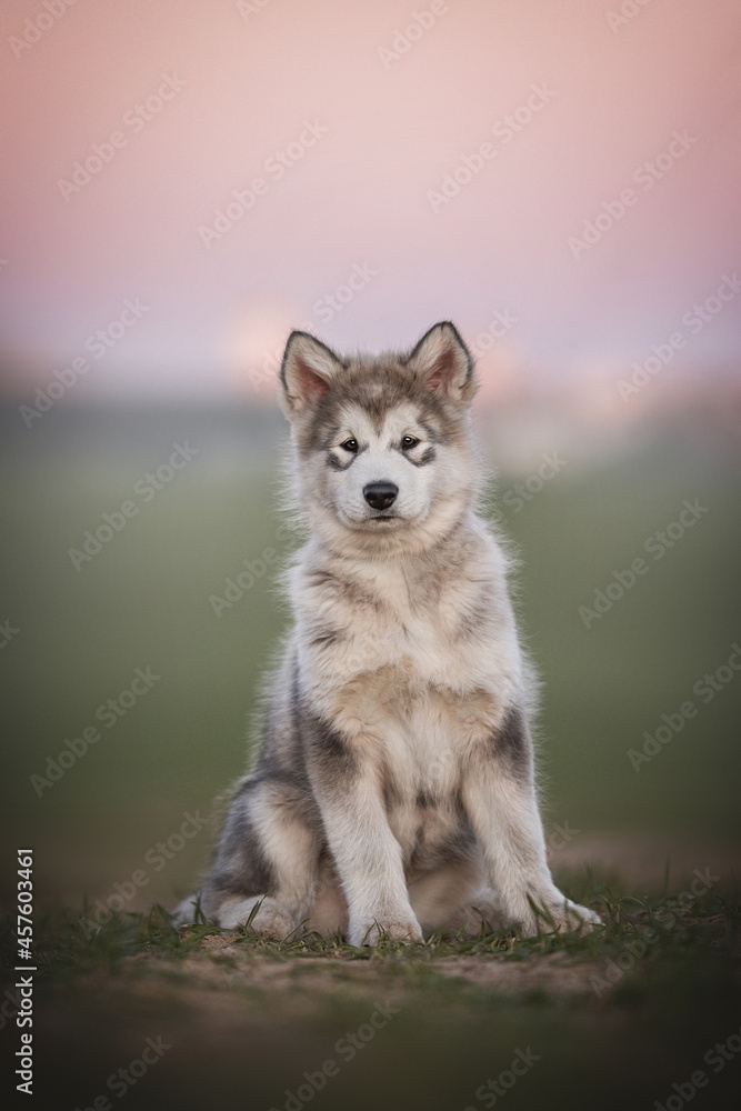 A three-month-old puppy of Alaskan malamute siting in the middle of a field on green spring grass against a background of pink sunset
