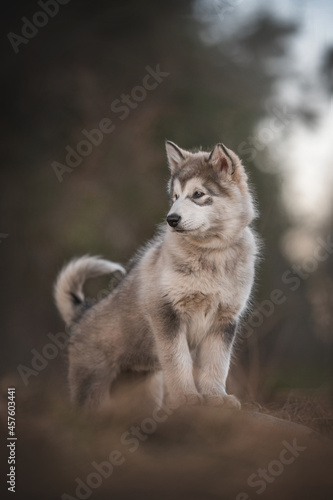Three-month-old puppy of Alaskan Malamute standing with paws on a hill on the background of a spring pine forest
